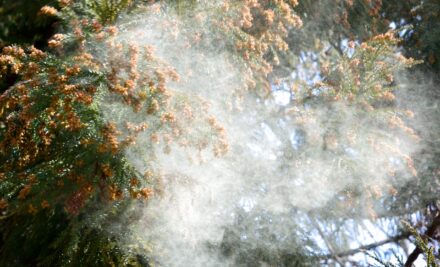 注射による花粉症治療のご案内